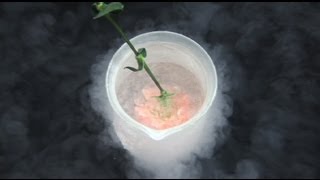 Liquid Nitrogen Experiments The Carnation [upl. by Enileuqaj389]