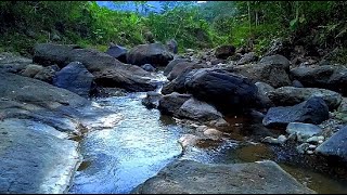 River scene for relaxation  sleep  relax  enjoy life  ASMR [upl. by Yorled918]