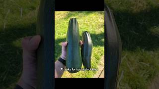 HOW TO SELF POLLINATE ZUCCHINI [upl. by Luahs419]