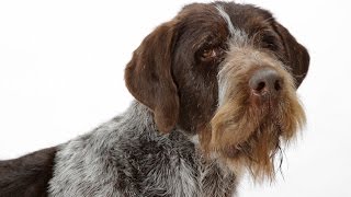 German Wirehaired Pointer [upl. by Hasile]