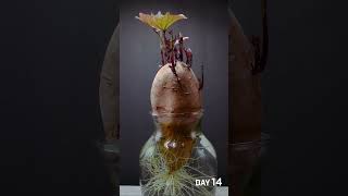 Sweet Potato Growing Time Lapse  35 Days in 56 Seconds [upl. by Ahseyt662]