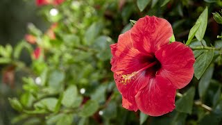 Cómo trasplantar un hibisco a maceta y jardín  Jardinatis [upl. by Ardnaeel]