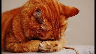 LA MEJOR MÚSICA Para Gatos Y Perros Inquietos O Nerviosos 💛 Muy Dulce Musicoterapia Para Dormir [upl. by Darcy679]