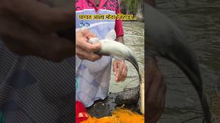 Traditional fishing river fishing fishing fish shortvideo fun 🔥🔥 [upl. by Daughtry947]