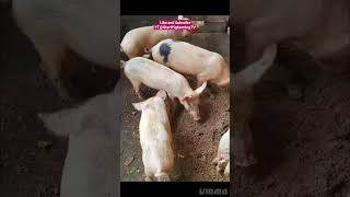 Grower White Pigs pigs largewhite landrace pig animals animalshorts animalsvideo pets india [upl. by Ark]