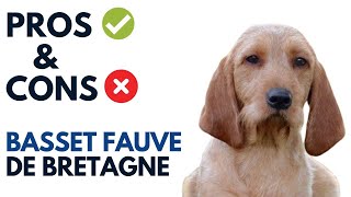 Basset Fauve de Bretagne Pros and Cons  Basset Fauve de Bretagne Advantages and Disadvantages [upl. by Eerot410]