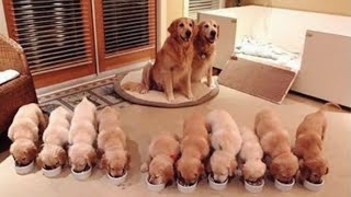 Golden Retriever Puppies That Will Make You Laugh Countless Times [upl. by Kenwee]