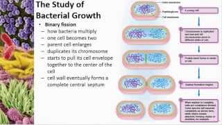 Chapter 06 Microbial Nutrition and Growth  Cowan  Dr Mark Jolley [upl. by Atena]