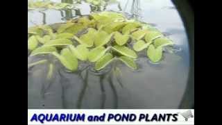 Water Butterfly Wings  pond plant underwater cam [upl. by Alyahsal]