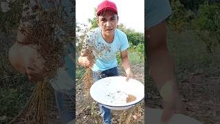 cosecha de las semillas de las plantas de cilantrocultivoencasaconevelio [upl. by Bernadine]