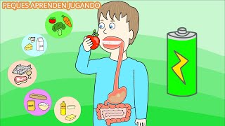 El sistema digestivo para niños Video del aparato digestivo y sus partes De PequesAprendenJugando [upl. by Nimra]