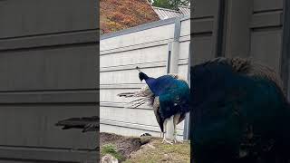 Peacock peacock zoo skansen stockholm sweden 2024 [upl. by Hodosh]