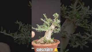 acebuche gordito manolofelix bonsai bonsaiaficionado bonsaiponderosaehn [upl. by Dnaltruoc]