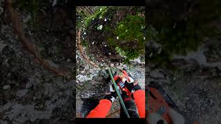 ECHO DCS2500T arborist climbing and cutting tree  shorts [upl. by Carine]