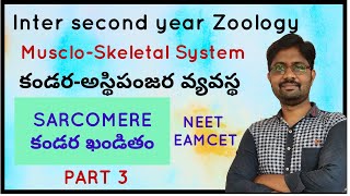 Sarcomere Structure  కండర ఖండితం నిర్మాణం  The MuscloSkeletal System [upl. by Lissy]