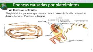 Filo dos platelmintos [upl. by Eetnod]