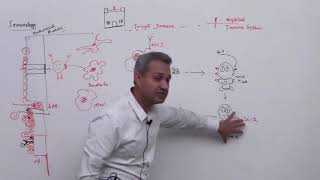 An Overview of Interleukin12InterferonGamma Axis [upl. by Teresita]