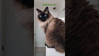 cutest cat breeds 🤩 shorts youtubeshorts [upl. by Pearlstein]