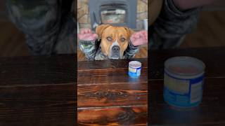 Dog eating sausages ASMR dog asmr funny shortsfeed shorts animals [upl. by Hsakaa]