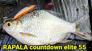 RAPALA countdown elite 55 [upl. by Leamsi]