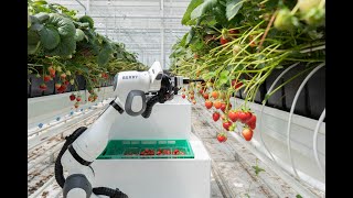 Strawberry Harvesting Robot  Introducing BERRY [upl. by Menard]