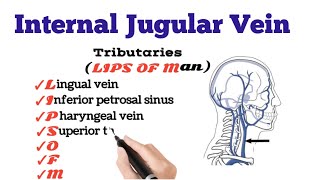 Internal Jugular Vein tributaries [upl. by Kared]