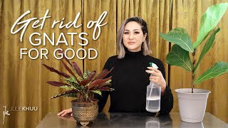 How to Get Rid of Gnats Indoors Save the plants Take back our homes [upl. by Durkee251]