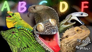 Ranking EVERY REPTILE SPECIES From A To F  Tier List [upl. by Rundgren]