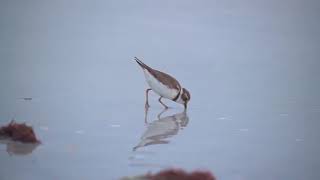 Saving Ontarios Piping Plovers [upl. by Fleda]