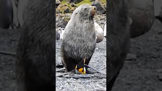 Survival Strategies of King Penguins Battling Seals and Predators penguin birds shorts [upl. by Higbee]