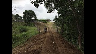 HACIENDA SAN GABRIEL VEREDA MENDEZ TOLIMA 700 HECTAREAS 4500000000 [upl. by Therine]