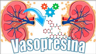 HORMONA ANTIDIURÉTICA ADH o vasopresina Multiplicador renal por contracorriente  Fisiología [upl. by Leumel88]