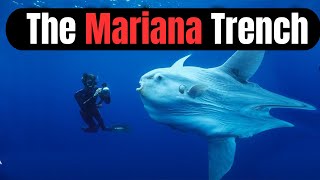 Who Lives At The Bottom Of The Mariana Trench [upl. by Ahseinaj]