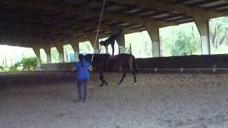 my equestrian vaulting freestyle routine [upl. by Nnaaras]