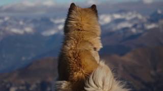 Eurasier  Eignet sich diese junge Hunderasse als Familienhund Und auch als Anfängerhund [upl. by Dicky]