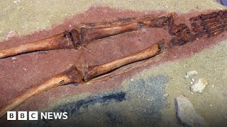 Skeleton reveals early humans had sex with Neanderthals  BBC News [upl. by Lilac]