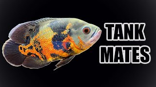 Top 10 Tank Mates for Oscar Cichlids [upl. by Auhsohey]