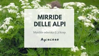 FINOCCHIELLA  MIRRIDE ODORATA  MIRRIDE DELLE ALPI IN FRUTTO Myrrhis odorata [upl. by Bronny]