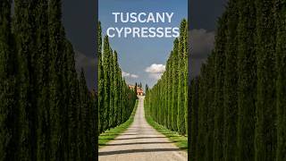 Do You Know About Tuscany Cypresses [upl. by Jolynn]