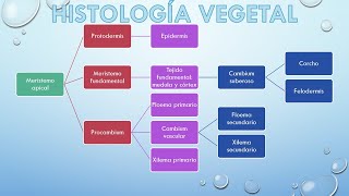 Histología Vegetal [upl. by Atirrehs316]