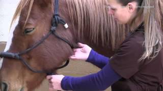 How to Take A Horses Pulse at Facial Artery [upl. by Sarene416]