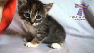 kleine kittens miauwen en praten leuke kat compilatie [upl. by Adnaluy44]