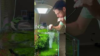 Free co2 application memes youtubeshorts aquarium fish plants [upl. by Noiemad625]