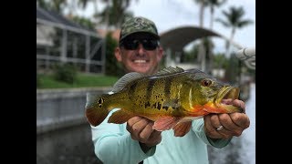 Peacock Bass Catch Clean and Cook Tasty Tuesday [upl. by Cheney]