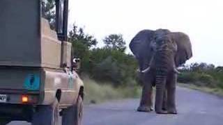 Elephant On The Road [upl. by Bhatt]