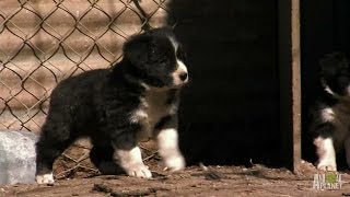 Border Collie Pups Ruffle Some Feathers  Too Cute [upl. by Nimzaj]