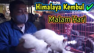 HArga Kucing Himalaya ❗ [upl. by Bryant]