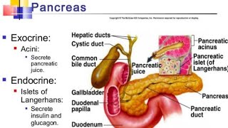 Pancreas Exocrine and Endocrine function [upl. by Bedad]