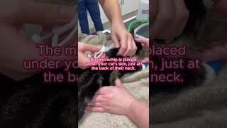 This is how your cat is microchipped 😼 vetadvice vetcare petcaretips catadvice microchipping [upl. by Eelibuj564]