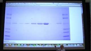 07 Biochemistry Protein Characterization Lecture for Kevin Aherns BB 450550 [upl. by Eigriv755]